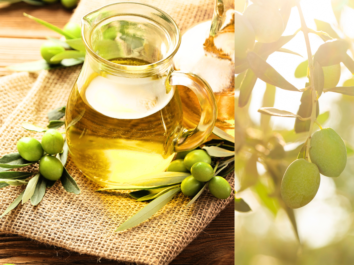 Olivenöl in Glaskaraffe mit frischen Oliven und Blättern als natürliche Zutat für die Bio Body Peeling Herstellung